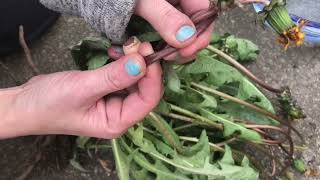 Foraging for dandelions definitely not a weed my 9 favourite uses