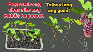 MAGTANIM NG UBAS  O GRAPES SA IYONG BAKURAN, GAMIT LAMANG ANG TALBOS NETO , PANOORIN MO ITO