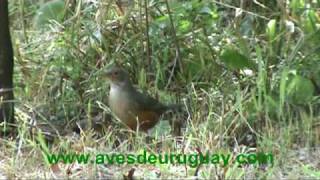 Turdus rufiventris - Zorzal