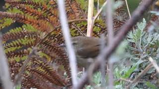 Brown-flanked bush warbler at Tenzing Village, Arunachal Pradesh - March 2024