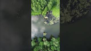 Опоры Тупальского моста #travel #nature #dji