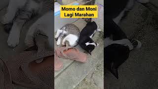 kucing ngambek