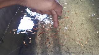 Tips bersalin Guppy AFR burayak langsung besar2