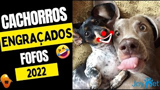 CACHORROS FOFOS E ENGRAÇADOS 2022 🐾🐕‍🦺🐕