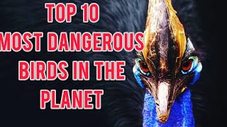 Top 10 Most  Dangerous Birds in The World