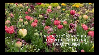 My most beautiful flower in spring : Tulips Tulpen