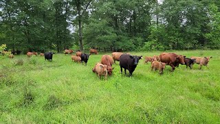 Cow Talk | Grazing Bottomland In Deep East Texas