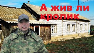 🐰ОН БОЛЬШЕ ЖИВ ЧЕМ МЁРТ🐰 Кролики содержание и разведение