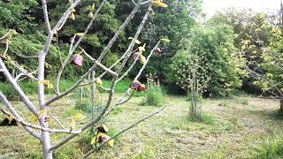 Asimina triloba blüht