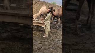 Camels vlog #camel #animals #youtubeshorts #youtubevideos #camells #ytshorts #youtube