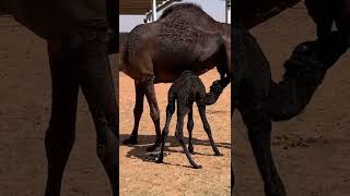 A beautiful camel kid suckling her mom