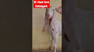 गुलाबी सोजत Female // A1 quality bakri #gulabiqueen #gulabi #sojatfemale #bakripalan #goats #सोजत