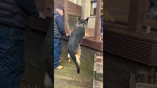 German shepherd likes to jump around 🐶