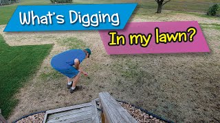 What’s been Digging Up My Lawn?