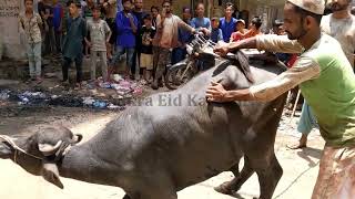 Part 2 Angry Bull Qurbani Full Video