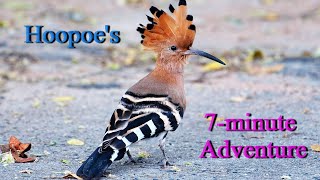 EURASIAN HOOPOE's  "7-minute Adventure" (Dust baths, food search, itch,  jogging, moving rocks)