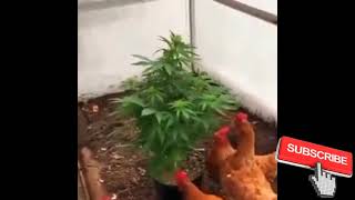 funny chickens and cannabis