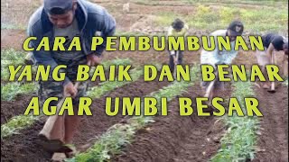 PENGGEMBURAN UNTUK PERTUMBUHAN UBI YANG OPTIMAL #ubicilembu #ubijalar