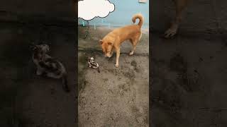 Funny dog😂 couldn't stand  the kittens bravery #shortsvideo funny #shorts