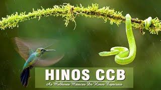 Hinos CCB 2020 - Hinos Maravilhosos De Deus - Ótima Música De Oração