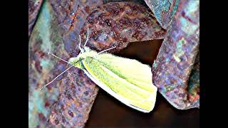 Naturbeobachtung Männlicher Zitronenfalter(Gonepteryx rhamni(L. 1758)) auf einer Terrasse ruhend