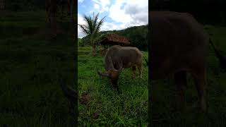 Damainya Suasana Pedesaan Janggala di Sore Hari, Kampung Terpencil Untuk Melepas Lelah #shorts