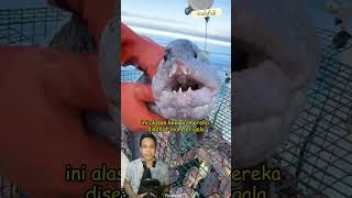 Fakta Menarik Wolffish Atau Ikan Serigala #shorts