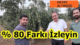 Hatay - Susuz  Zeytin Bahçesi Gübreleme - Zeytin Ağacı  için Gübre - Zeytin Gübresi