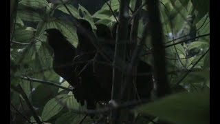 Canto Sound / Perdiz Carinegra  / Black-fronted Wood-Quail / Odontophorus atrifrons VU 3