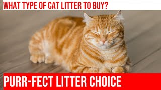 Choosing the Right Cat Litter: A Comprehensive Guide