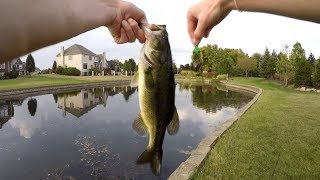 Pond Fishing Vegetation w/ Frogs To Catch GIANT Bass!