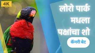 लोरो पार्क मधला पक्षांचा शो | टेनेरीफ | स्पेन | युरोप | 4K | DJI Pocket 2