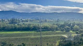 Harvest 2024🍇🍇 #wine #winemaker #napavalley #vineyards #winelovers #russellbevan #winetalk #vino