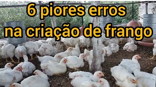 erros que podem prejudicar sua criação de frangos