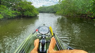 HUNDREDs of Miles of these Beautiful MANGROVE Tunnels to explore! #youtubeshorts #shorts