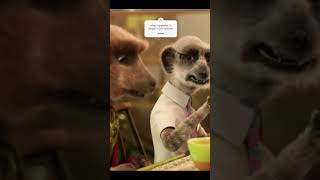 Compare the Meerkat be like #memes #xd #CompareTheMarket