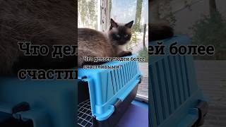 Истинное счастье- это...#счастье #мудрость #библия #cat #котики