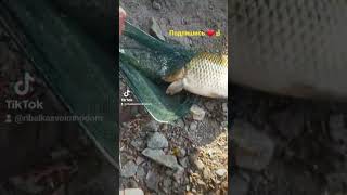 Рыбалка улов Карп #shorts #рек #рекомендации #fish #fishing #рыбалка #карась #karpfishing #карась