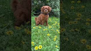 Yellow flowers 💐 model #cavoodle  #cavapoo #dog #dogreels