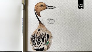 Draw With Us | Bird Drawing Process: Northern Pintail (Lofi Music)