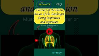 thorax anatomy | human anatomy | #thorax #diaphragm #muscle #shortsfeed #shortvideos #short