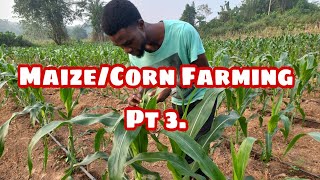 Maize and corn farming pt 3