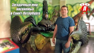 Загадочный мир насекомых в Санкт-Петербурге