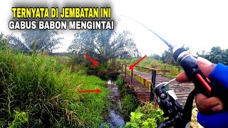 Mancing Ikan Gabus di Parit Kecil Perkebunan Sawit Dapat Besar II CASTING GABUS / HARUAN