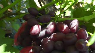 Сорт винограду "Флагман" - сезон 2022 # Grape variety "Flahman" - season 2022