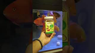 Best food for Oscar & parrot fish ll Prime protein dry larva #trending #fishfood #oscarfish #shorts