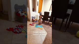 TALKING DOG asks for HELP from Mom. #shorts