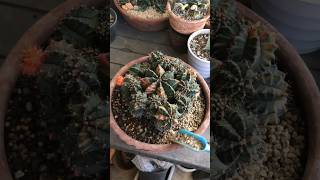 How to repot a cactus without getting hurt #gymno #gymnocalycium #cactus #succulent  #intristv