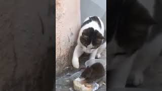 #приколы #funnyvideo #60 #5 #озвучка #Funny Animals video#37