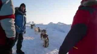 Dogs at the North Pole